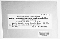 Gymnosporium harknessioides image